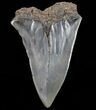 Large, Fossil Mako Shark Tooth - Georgia #75181-1